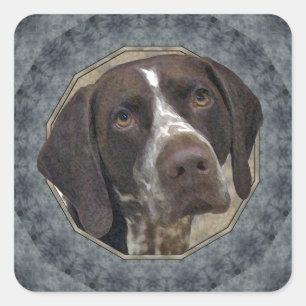 Duitse Shorthaired Pointer Vierkante Sticker