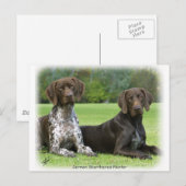 Duitse Shorthaired Pointers 9J37D-09 Briefkaart (Voorkant / Achterkant)