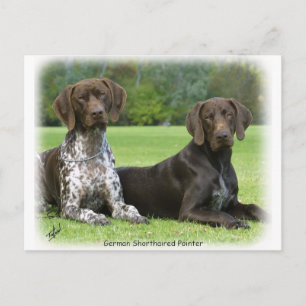 Duitse Shorthaired Pointers 9J37D-09 Briefkaart