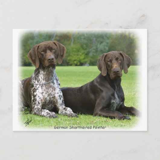 Duitse Shorthaired Pointers 9J37D-09 Briefkaart (Voorkant)