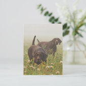 Duitse Shorthaired Pointers Briefkaart (Staand voorkant)