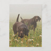 Duitse Shorthaired Pointers Briefkaart (Voorkant)