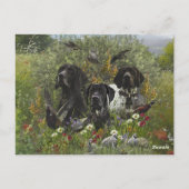 Duitse Shorthaired Pointers Briefkaart (Achterkant)