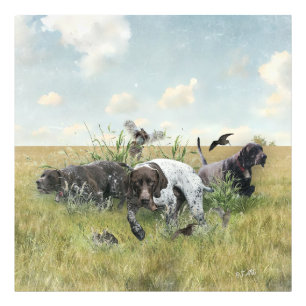 Duitse Shorthaired Pointers Foto Afdruk