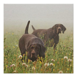 Duitse Shorthaired Pointers Perfect Poster