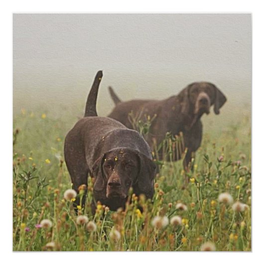Duitse Shorthaired Pointers Perfect Poster (Voorkant)