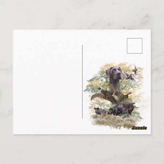 Duitse Shorthaired Pointers (SAP) Briefkaart (Achterkant)