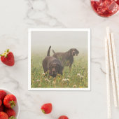 Duitse Shorthaired Pointers Servet (Insitu)