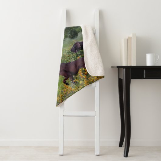 Duitse Shorthaired Pointers Sherpa Deken (In situ)