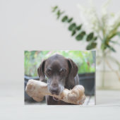 Duitse shorthared pointer met been briefkaart (Staand voorkant)