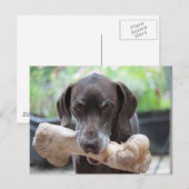 Duitse shorthared pointer met been briefkaart (Voorkant / Achterkant)