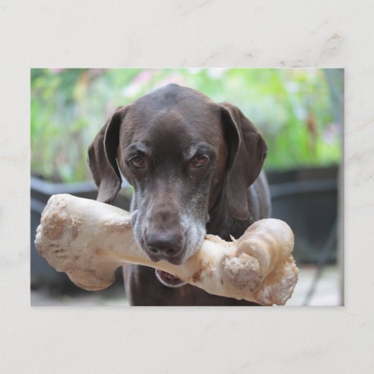 Duitse shorthared pointer met been briefkaart (Voorkant)