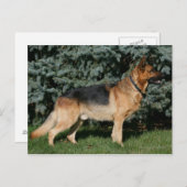 Duitse Show Shepherd Briefkaart (Voorkant / Achterkant)