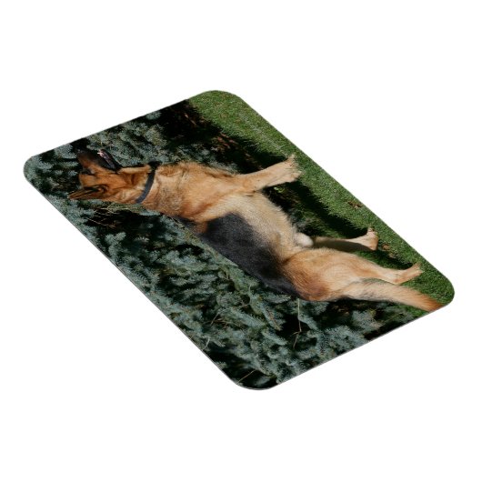 Duitse Show Shepherd Magneet (Rechterzijde)