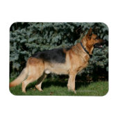 Duitse Show Shepherd Magneet (Horizontaal)