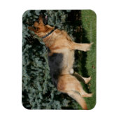 Duitse Show Shepherd Magneet (Verticaal)