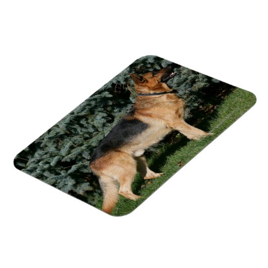 Duitse Show Shepherd Magneet (Linkerzijde)