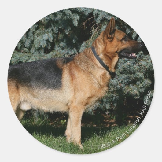 Duitse Show Shepherd Ronde Sticker (Voorkant)