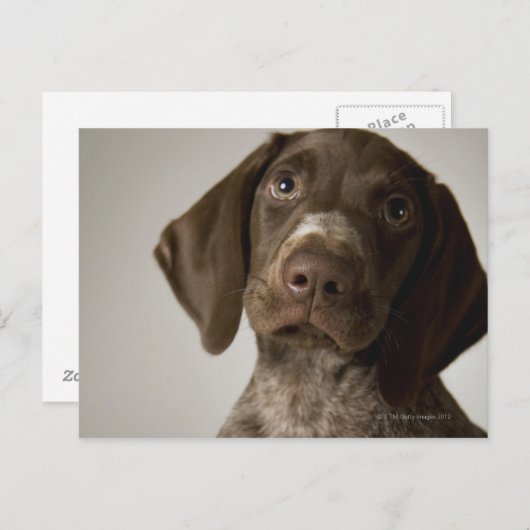 Duitse snorppuppy briefkaart (Voorkant / Achterkant)