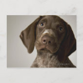 Duitse snorppuppy briefkaart (Voorkant)