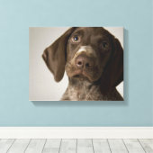 Duitse snorppuppy canvas afdruk (Insitu (Houten vloer))