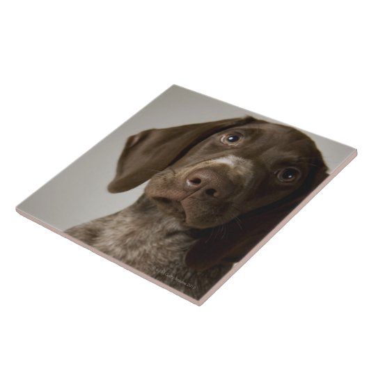 Duitse snorppuppy tegeltje (Zijkant)