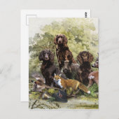 Duitse Spanjaarden ( Deutscher Wachtelhund ) Briefkaart (Voorkant / Achterkant)