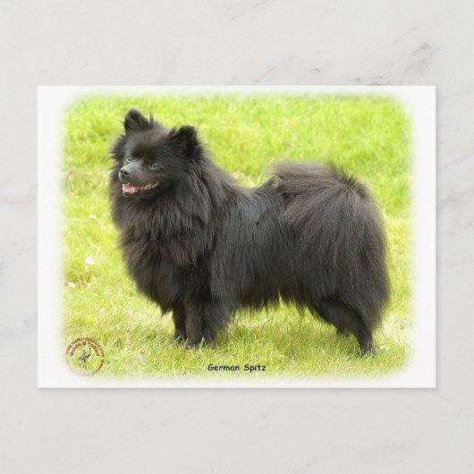 Duitse Spitz 9W014D-009 Briefkaart (Voorkant)