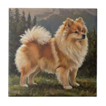 Duitse spitz