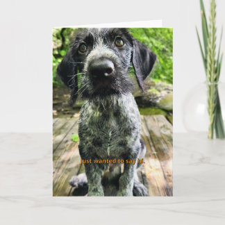 Duitse Staande Draadhar Puppy Zeg Maar Hallo Kaart