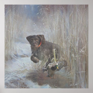  Duitse Staande Hond (draadhaar) Poster