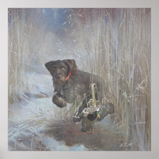  Duitse Staande Hond (draadhaar) Poster (Voorkant)