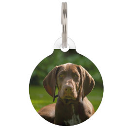 Duitse Staande Hond. Huisdierpenning