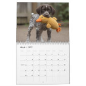 Duitse Staande Hond Puppies 2027 Kalender (Mar 2027)