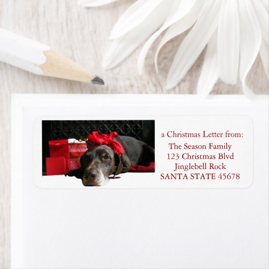 Duitse staande pointer @ open haard etiket (Insitu)