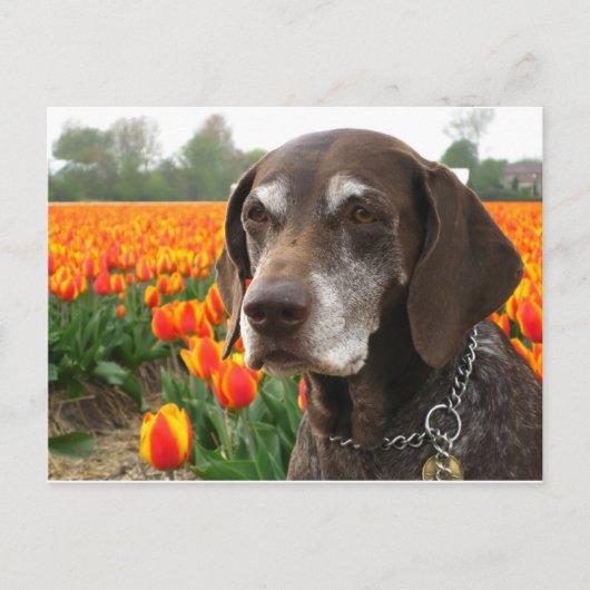 duitse stengelige bloemenveld briefkaart (Voorkant)
