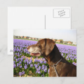 Duitse stengelwijzer en bloemen briefkaart (Voorkant / Achterkant)