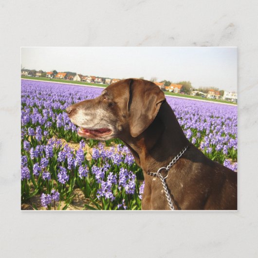 Duitse stengelwijzer en bloemen briefkaart (Voorkant)