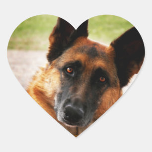 Duitse Stickers van schapen