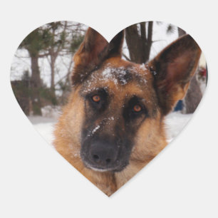 Duitse Stickers van schapen