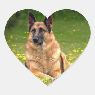 Duitse Stickers van schapen