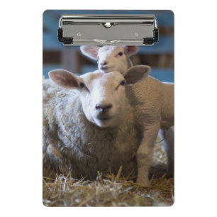 Duitsland, Schapen en lammeren liggen op hooi in s Mini Klembord