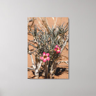 Duivels Klauw Bloemen Na Regen In Een Woestijn Canvas Afdruk