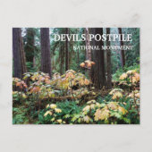 Duivelsclub, Duivels Postpile National Monument Briefkaart (Voorkant)