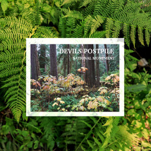 Duivelsclub, Duivels Postpile National Monument Briefkaart