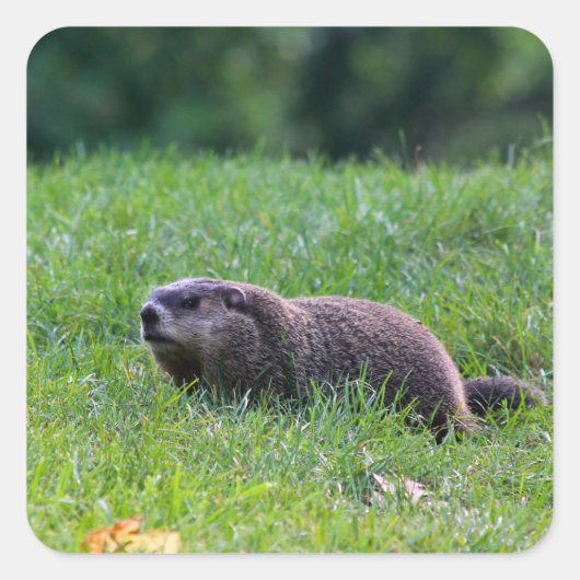 Duivelsgat-graver Vierkante Sticker (Voorkant)