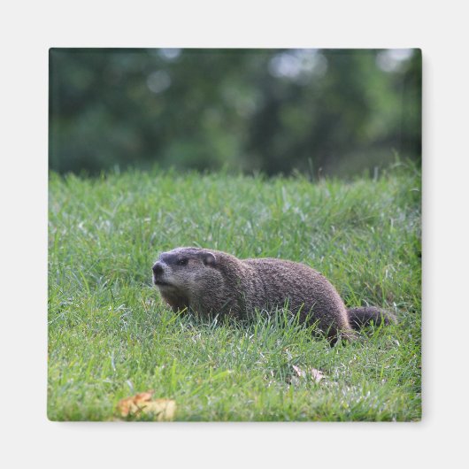 Duivelsgatgraver Magneet (Voorkant)