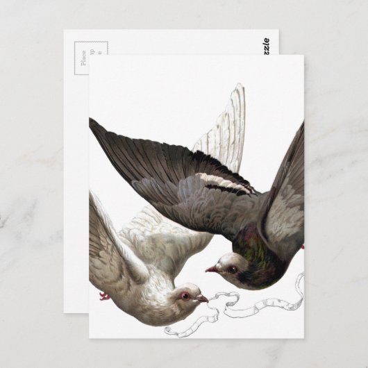  duiven briefkaart (Voorkant / Achterkant)