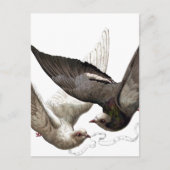  duiven briefkaart (Voorkant)