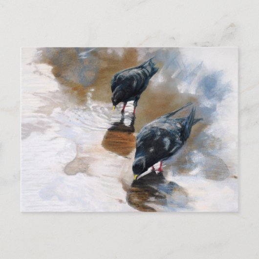 duiven briefkaart (Voorkant)